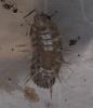 Armadillidium nasatum